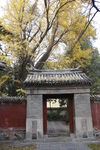 银杏树
