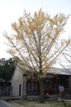 银杏树
