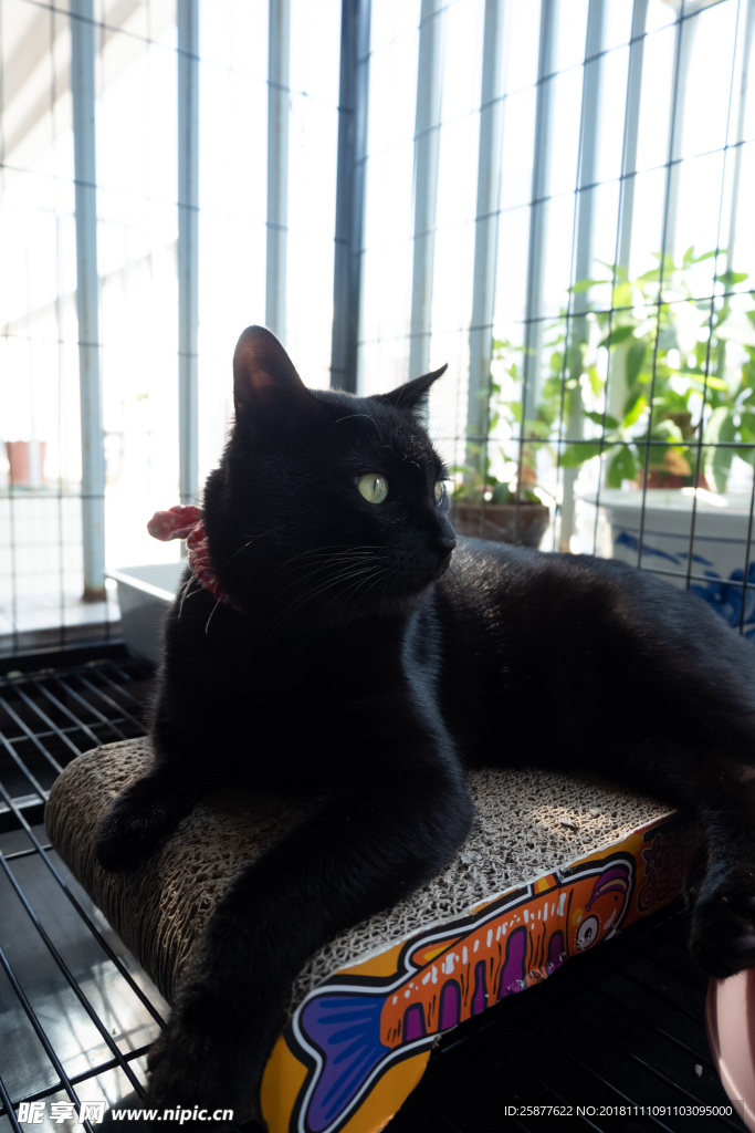 黑猫 笼子里的猫 猫咪 猫