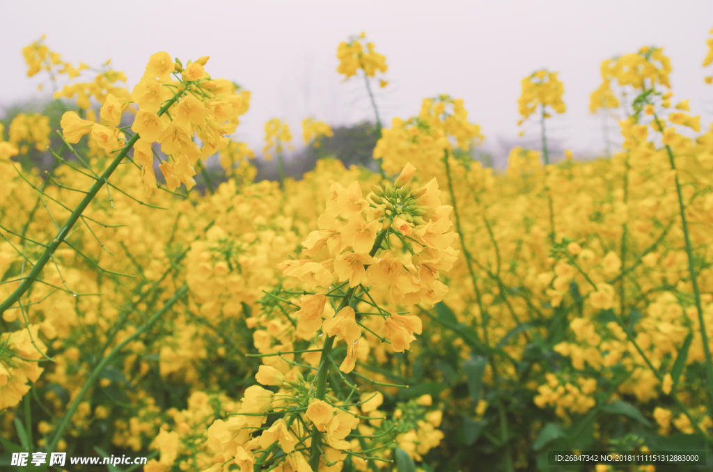 油菜花 油菜花田 花