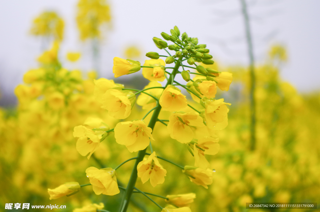 油菜花 油菜花背景