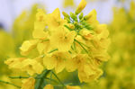 油菜花 油菜花田 花