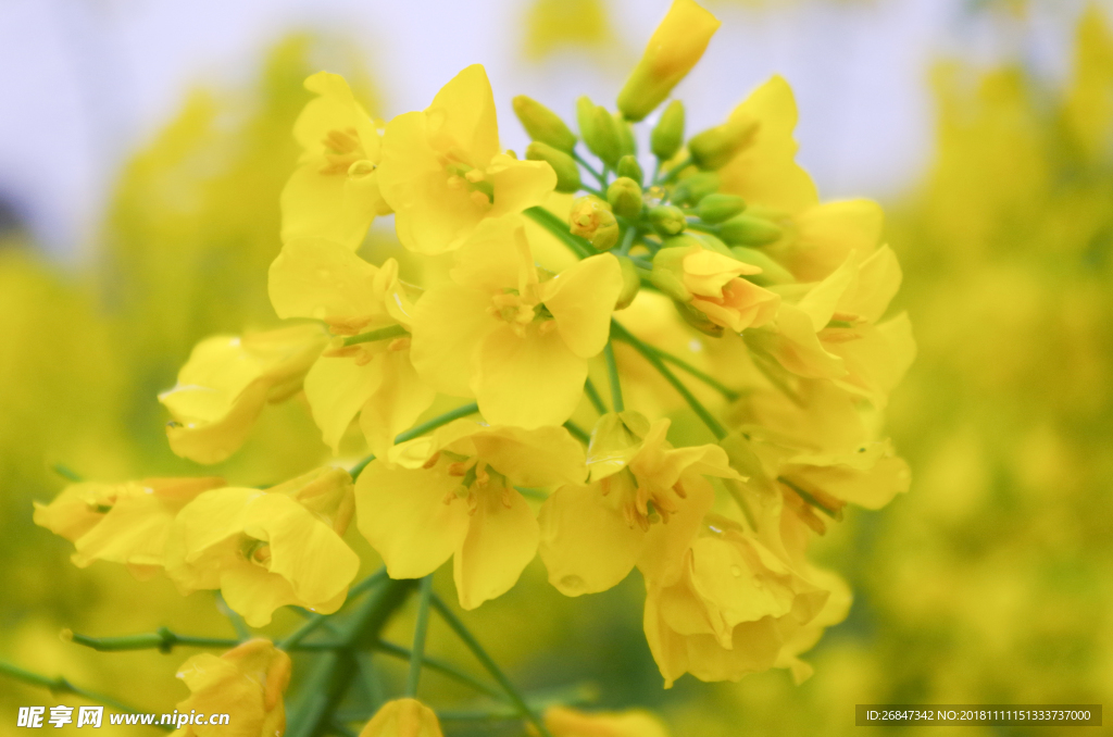 油菜花 油菜花田 花