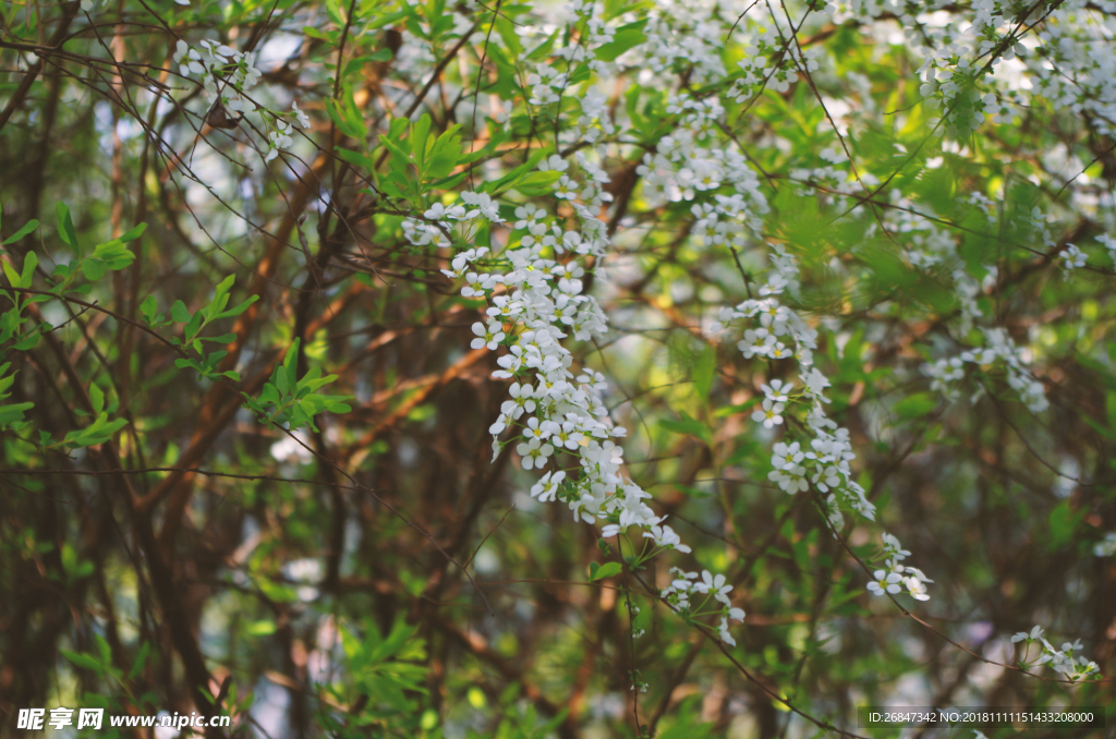 绣线菊 花 花朵 花朵背景