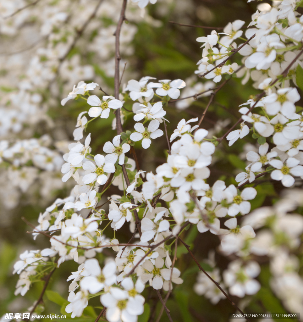 绣线菊 花 花朵 花朵背景