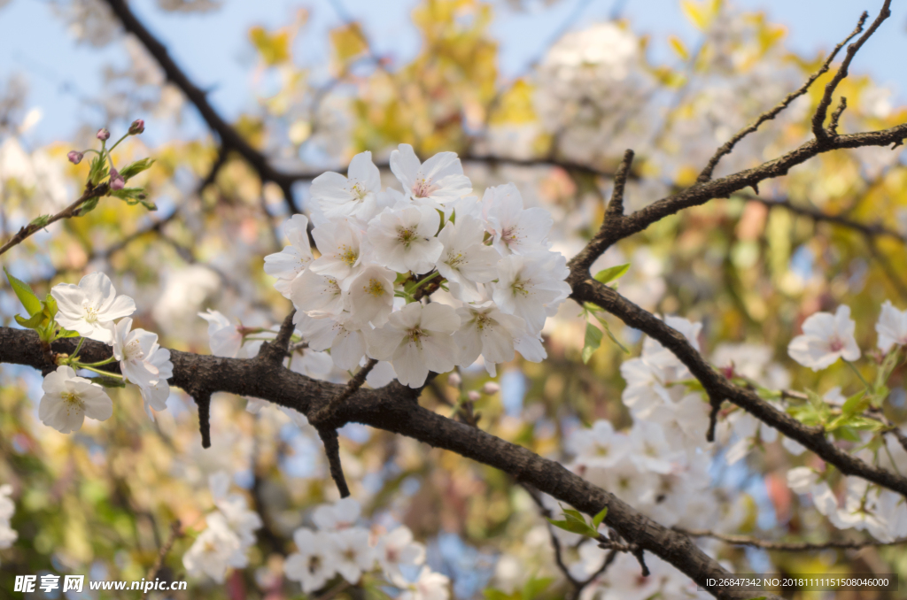 樱花