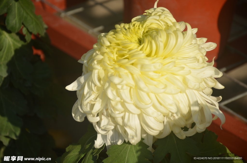 菊花
