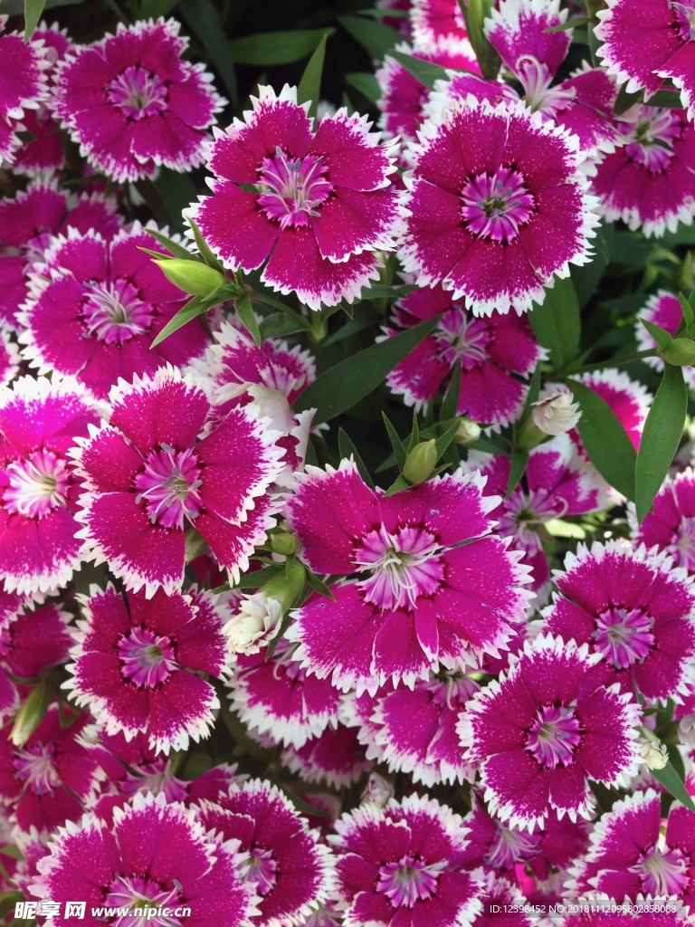石竹花
