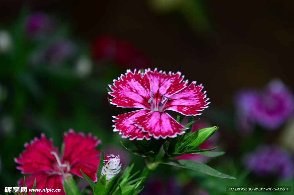 石竹花