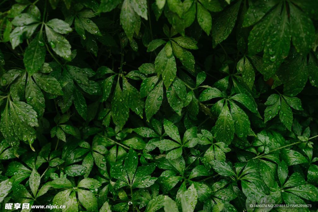 雨中植物