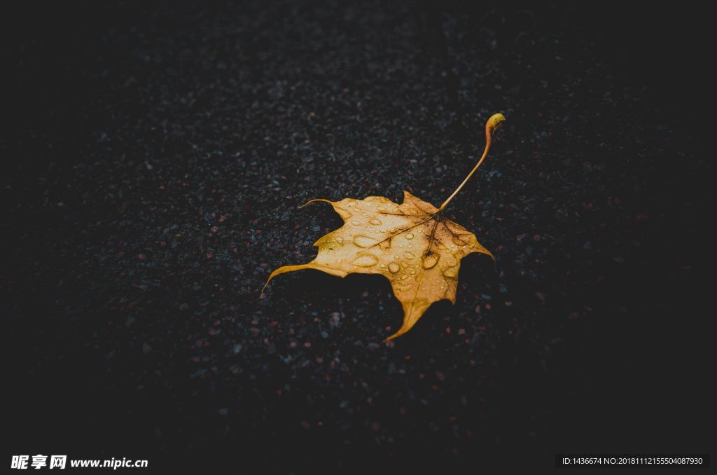 雨中落叶