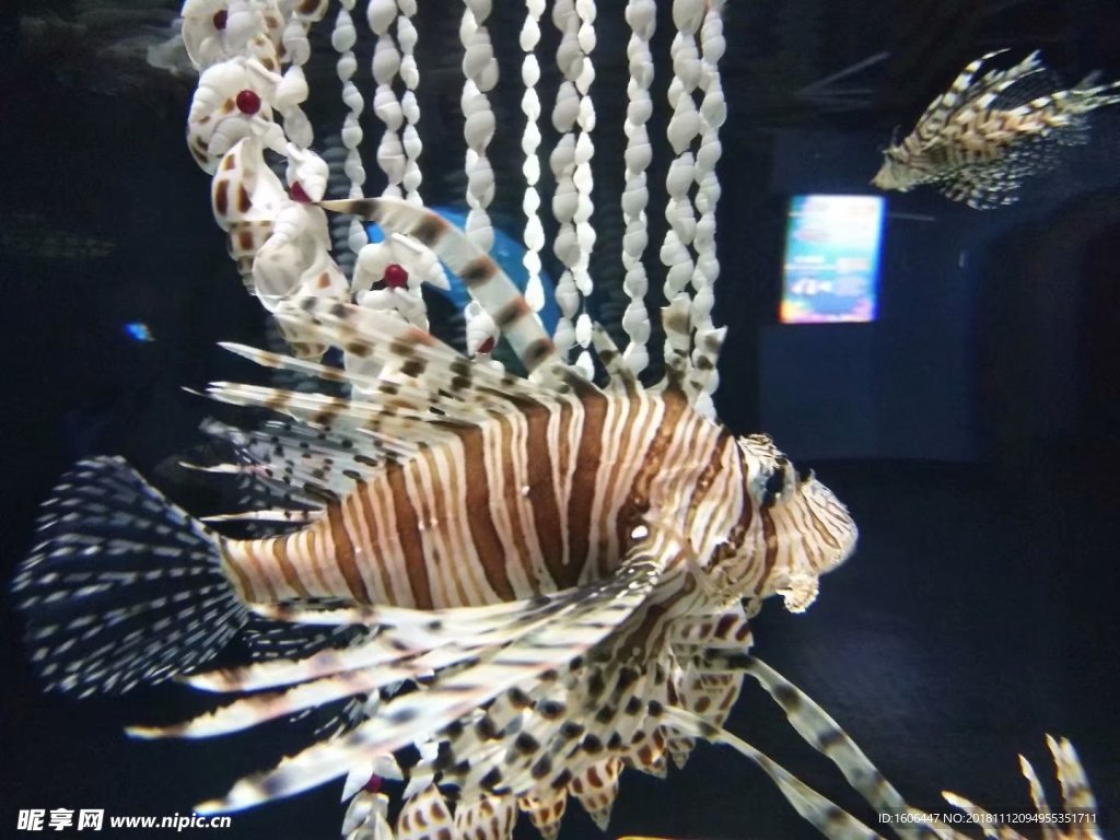 鱼