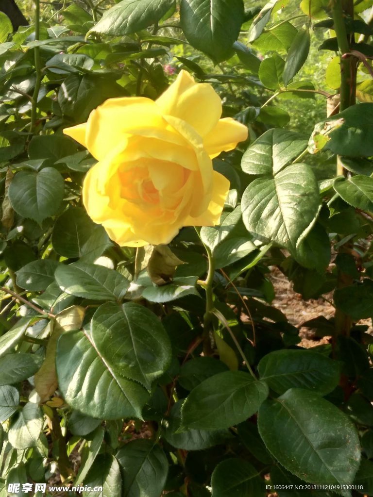 花