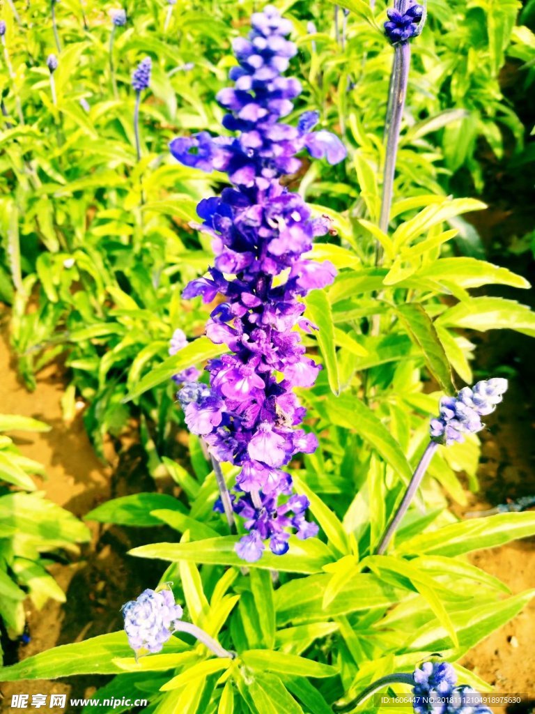 花