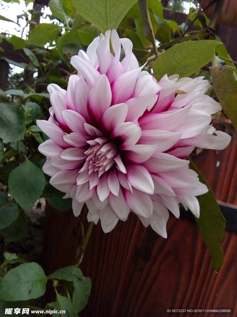 大丽花