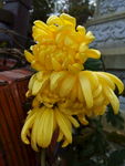 黄菊花