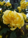 黄菊花