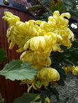 黄菊花