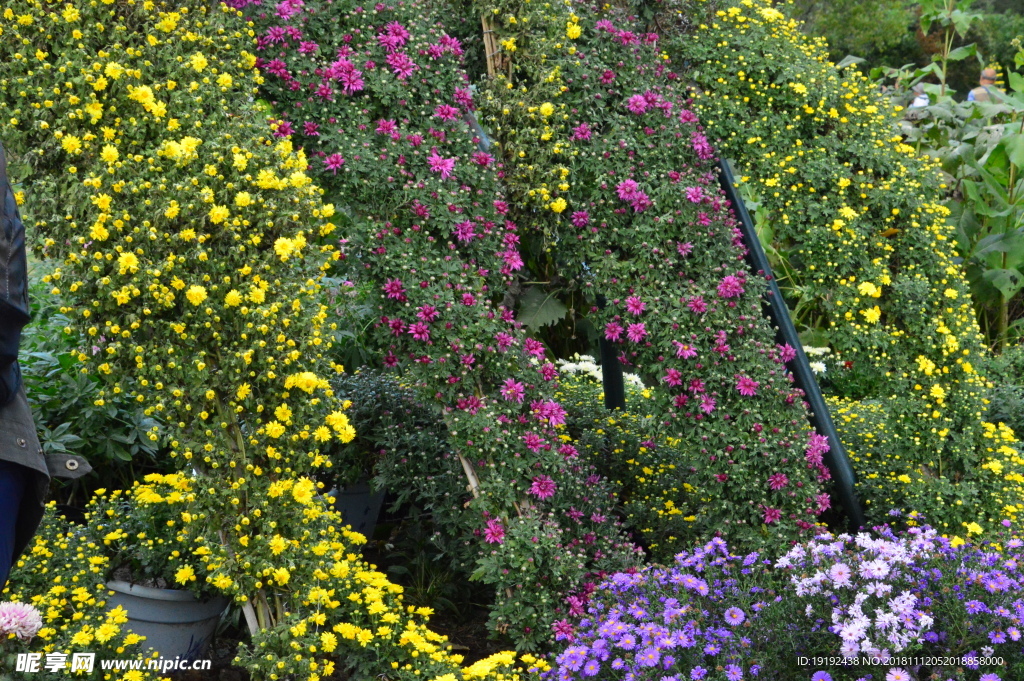 菊花