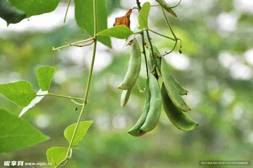 豆荚