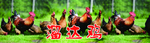 红色 大公鸡