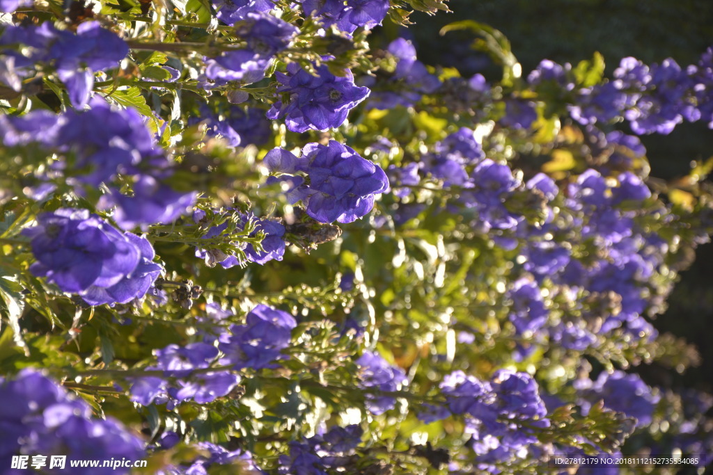 薰衣草 紫色的花 阳光 旅游照