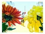 菊