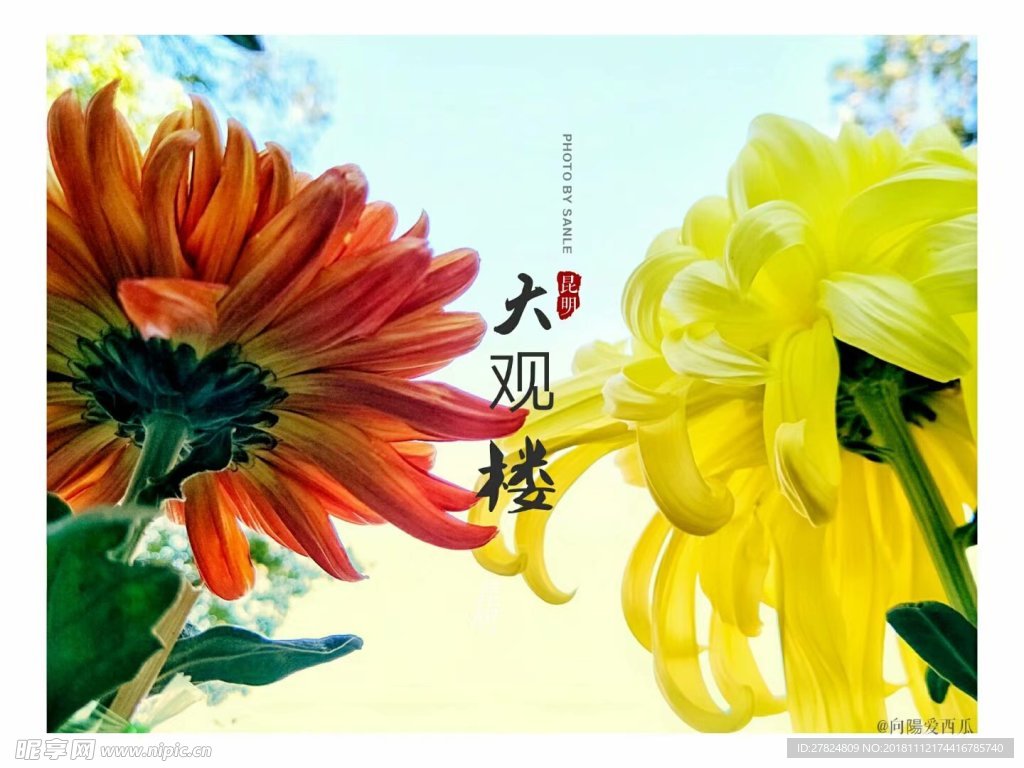 菊