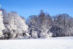 雪景