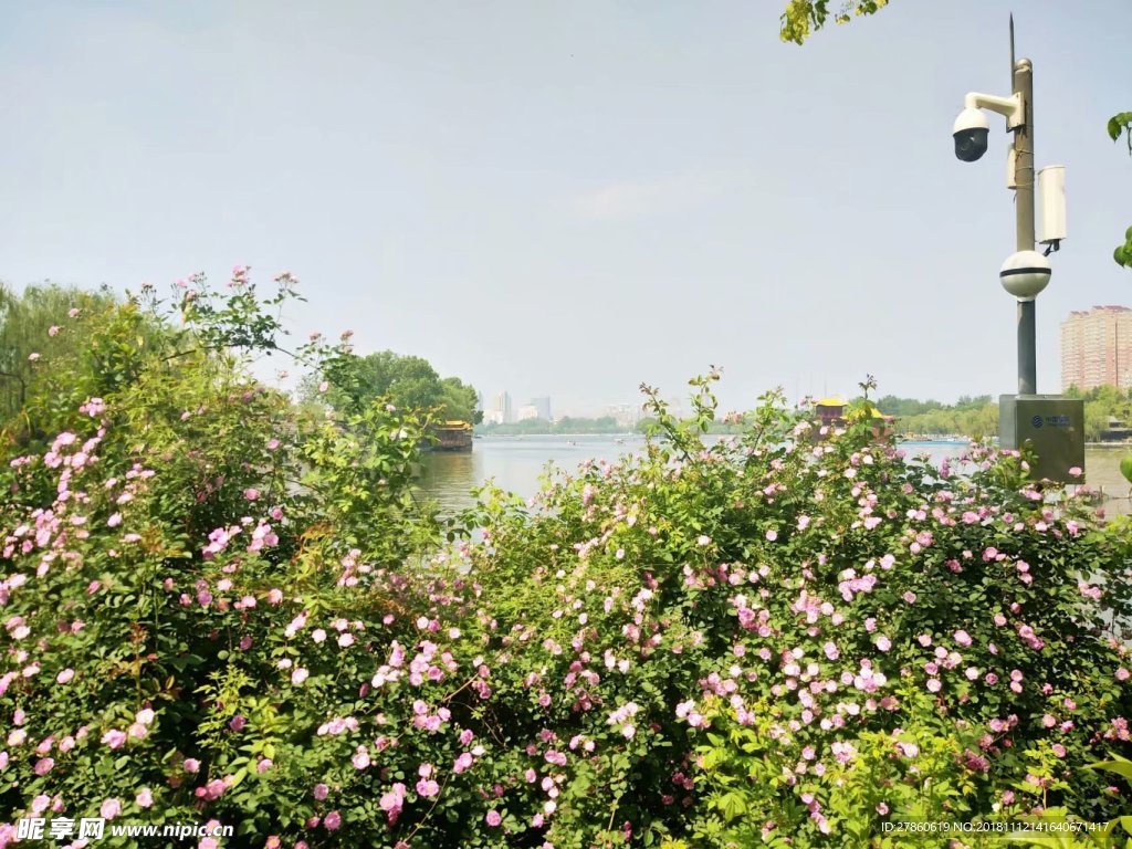 花 大明湖
