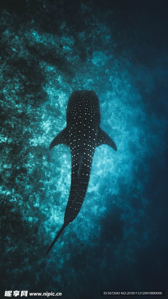 海洋生物 唯美 配图 插图
