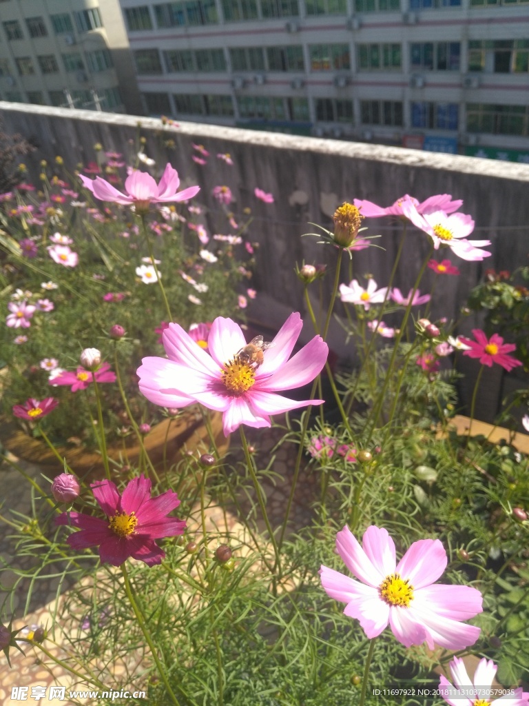 格桑花 波斯菊