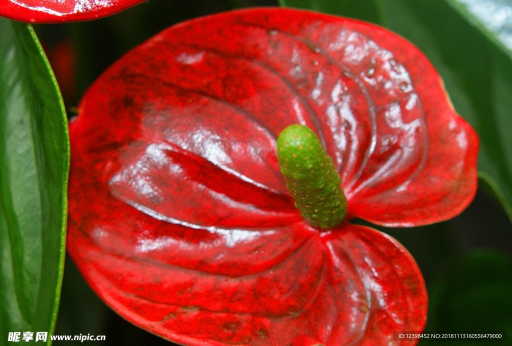 红掌花