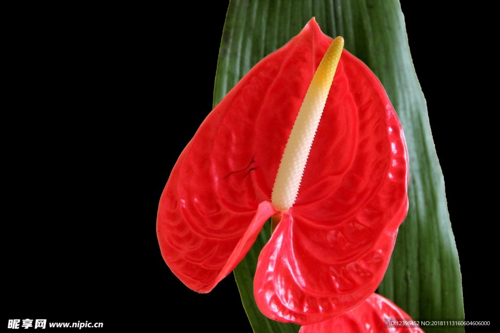 红掌花