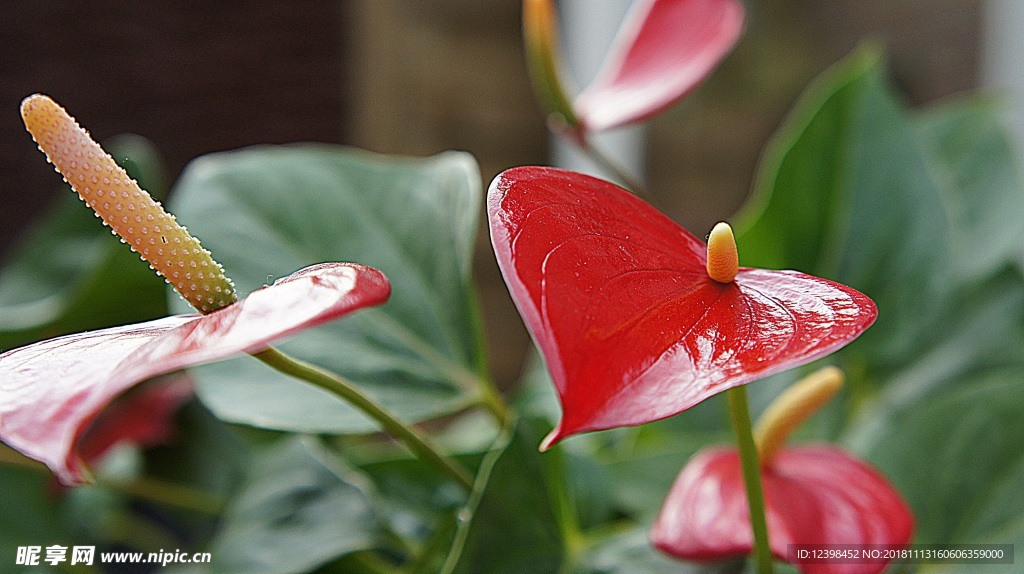 红掌花