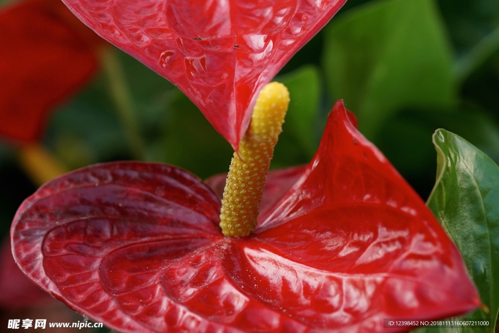 红掌花