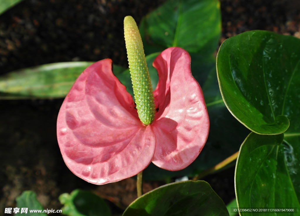 红掌花