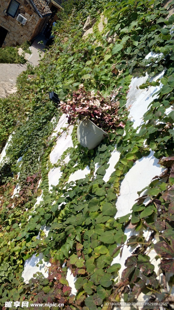 名宿  植被  院子   挡堵