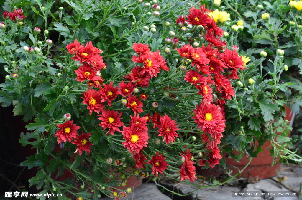 菊花