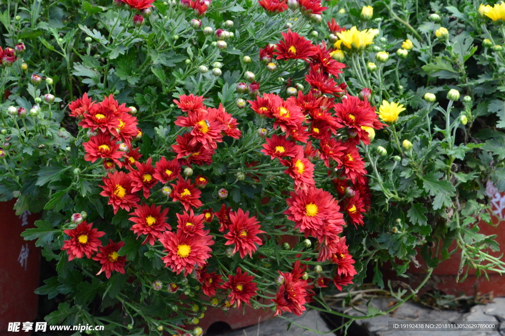 菊花
