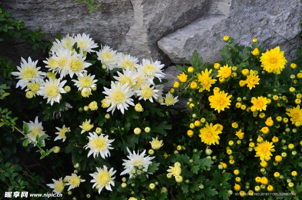 菊花