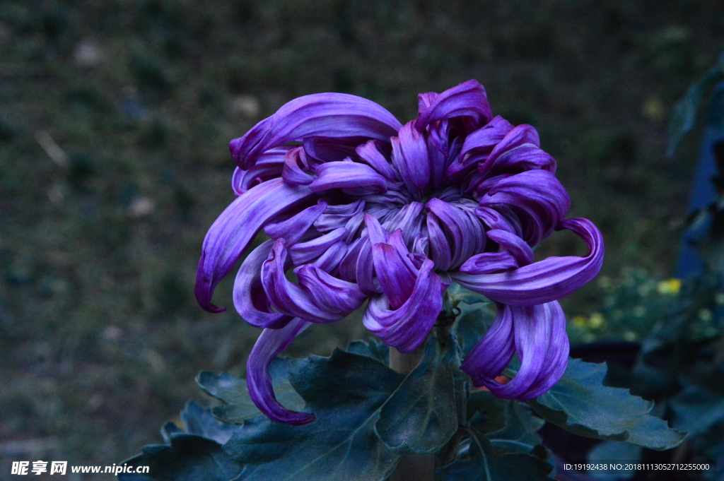 菊花