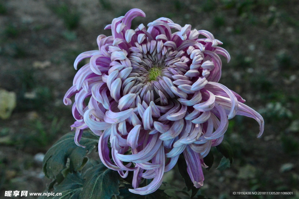 菊花
