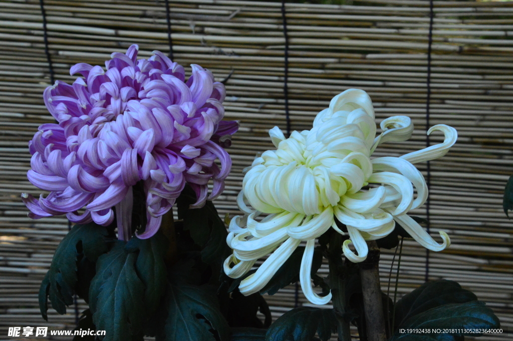 菊花