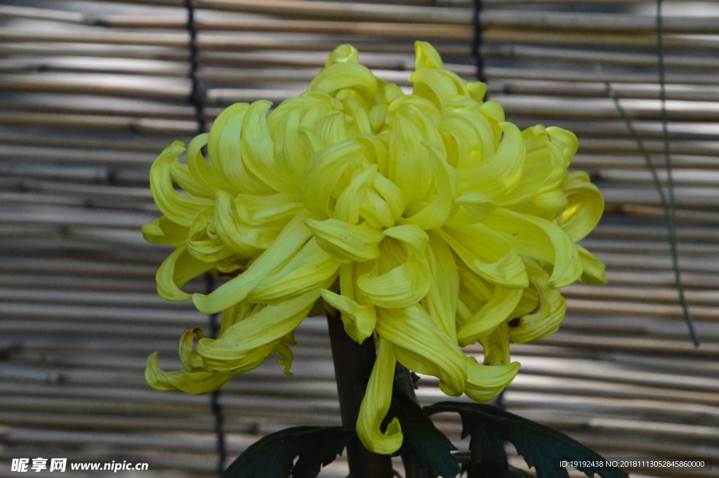 菊花