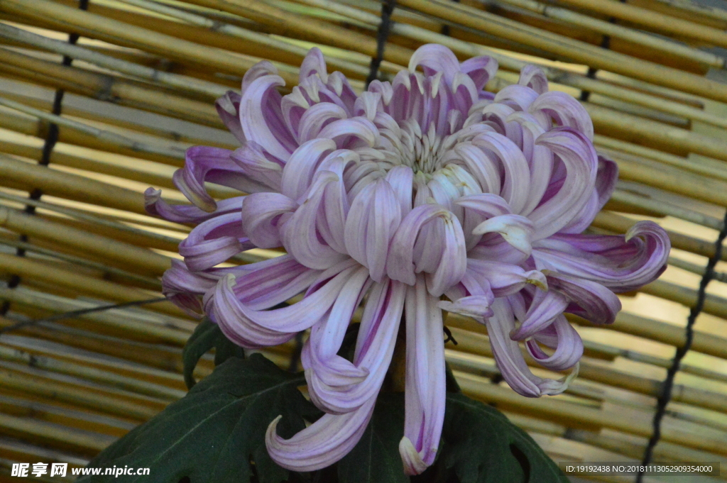 菊花