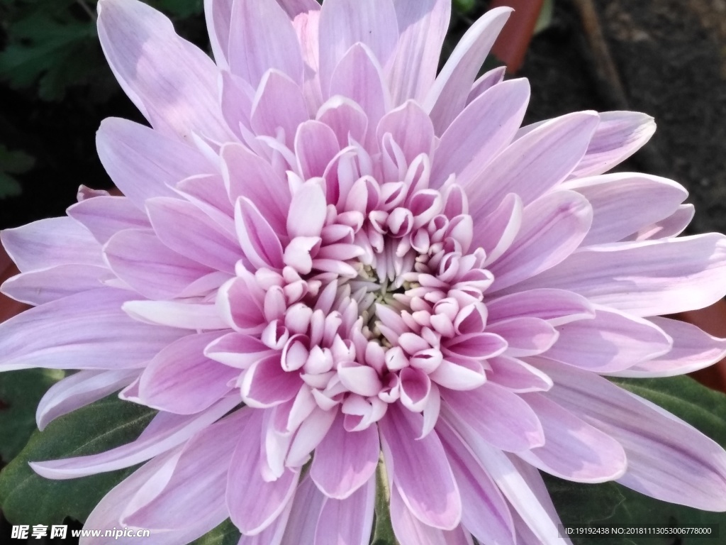 菊花