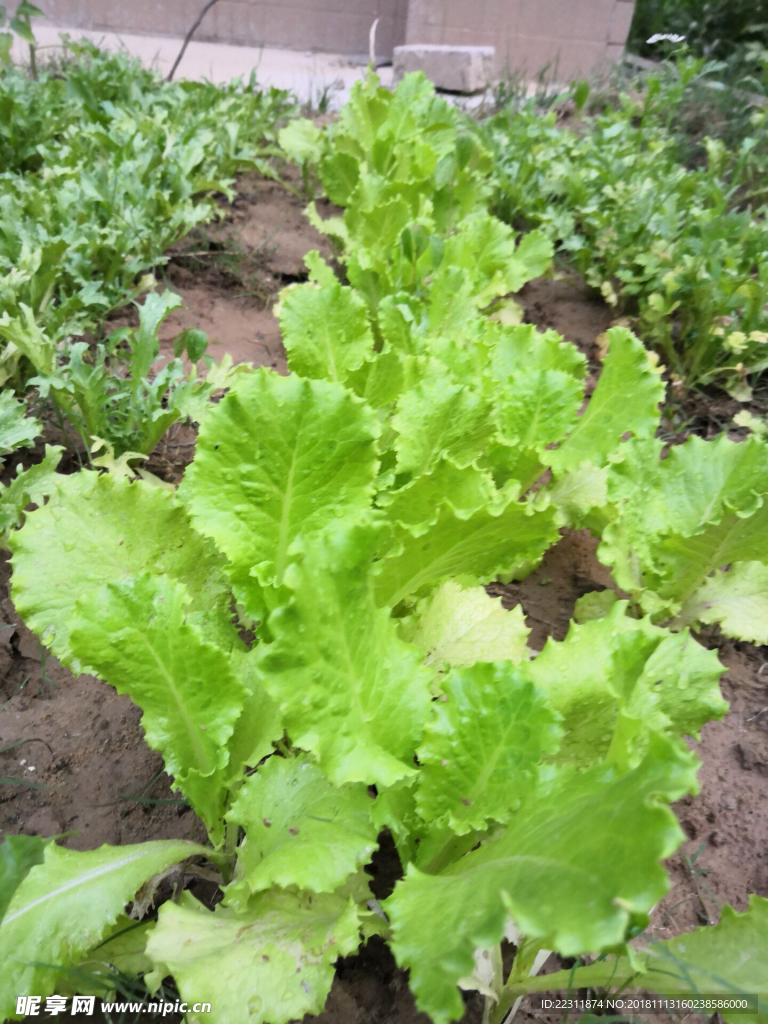 生菜