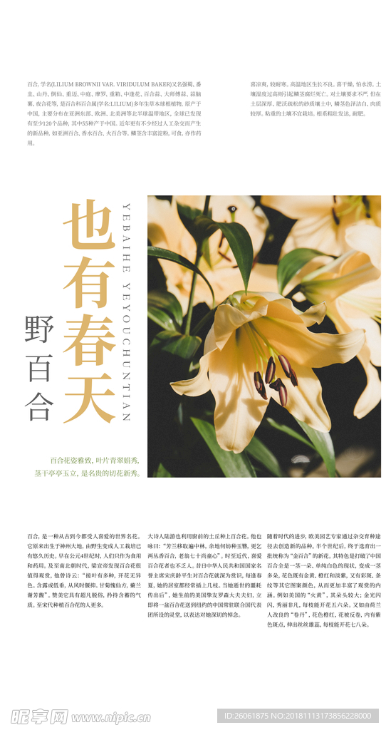 百合花