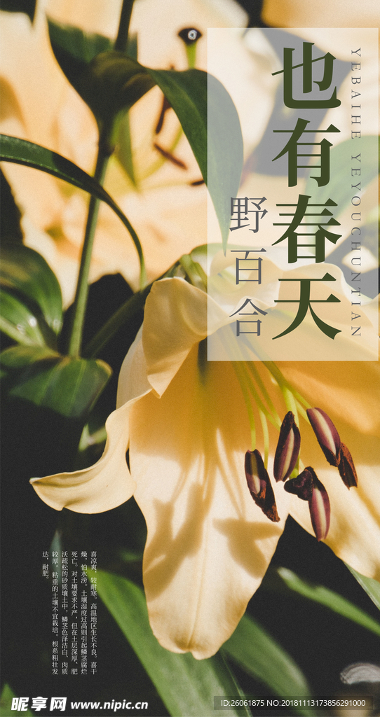 野花